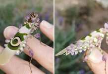 ชาวเน็ตหลงรักตั๊กแตนที่เหมือน ” ดอกลาเวนเดอร์ “