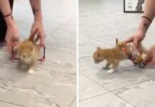 สัตวแพทย์สร้างรถเข็นขนาดเล็ก เพื่อช่วยให้ลูกแมวที่ขาผิดปกติเดินได้