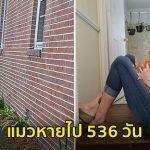 กลับมาเจอกันอีกครั้งหลังจากที่ ” แมว ” หายไป 536 วัน