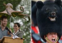 ศิลปินสร้างงานศิลปะผสมผสานสัตว์ กับสิ่งต่างๆ รอบตัว